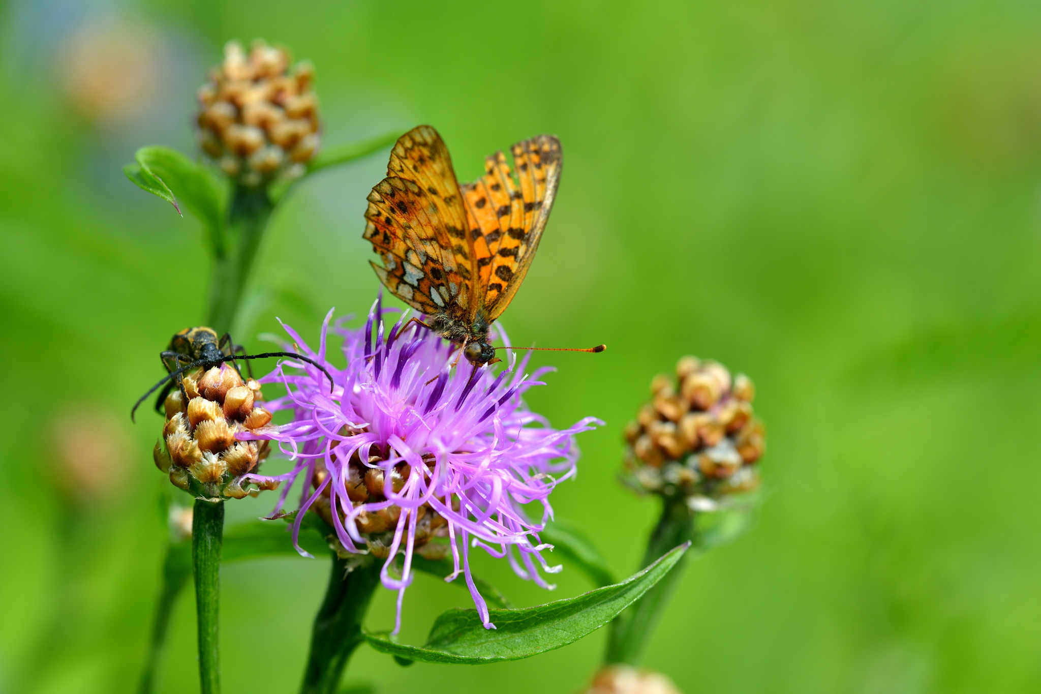 Butterfly on Flower